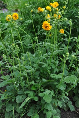 Geum chiloense 'Lady Stratheden'