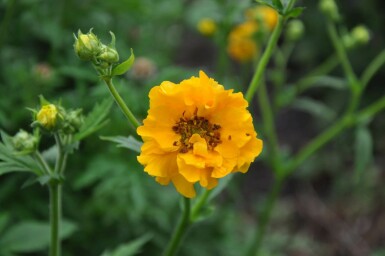 Geum chiloense 'Lady Stratheden'
