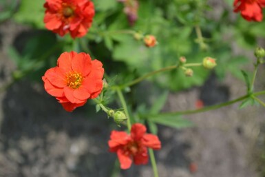 Benoîte du Chili Geum chiloense 'Mrs Bradshaw' 5-10 Pot 9x9 cm (P9)