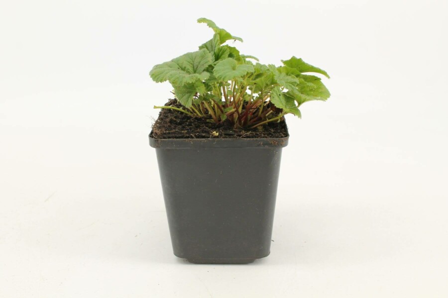 Benoïte écarlate Geum coccineum 'Borisii' 5-10 Pot 9x9 cm (P9) Geum coccineum 'Borisii'