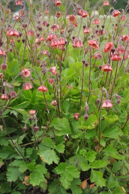 Benoîte des ruisseaux Geum rivale 'Leonard's Variety' 5-10 Pot 9x9 cm (P9)