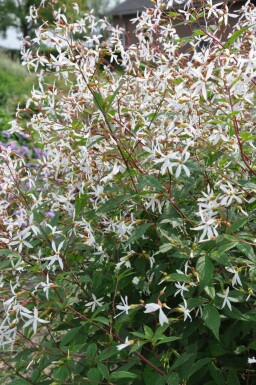 Gillenia trifoliata