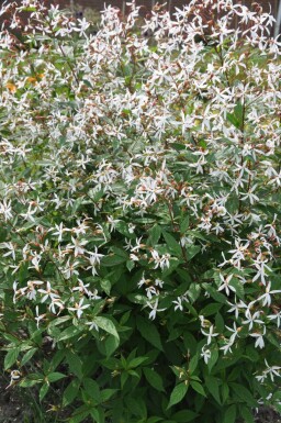 Gillénie trifoliée Gillenia trifoliata 5-10 Pot 9x9 cm (P9)