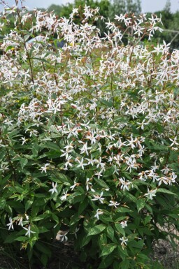 Gillénie trifoliée Gillenia trifoliata 5-10 Pot 9x9 cm (P9)