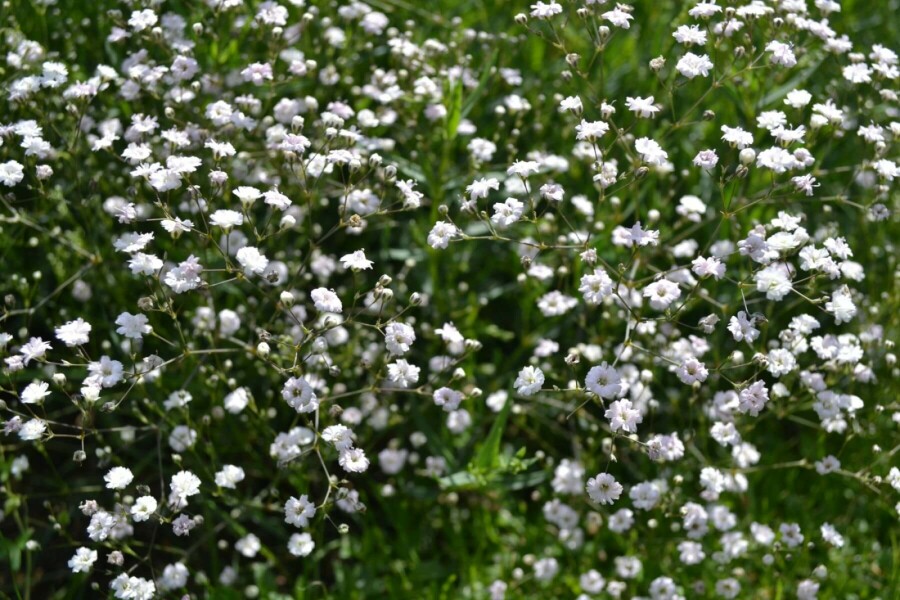 Gypsophile en panicule Gypsophila paniculata 'Rosenschleier' 5-10 Pot 9x9 cm (P9) Gypsophila paniculata 'Rosenschleier'