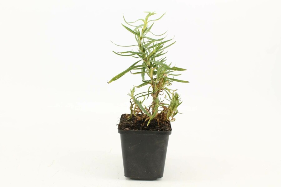 Gypsophile en panicule Gypsophila paniculata 'Schneeflocke' 5-10 Pot 9x9 cm (P9) Gypsophila paniculata 'Schneeflocke'