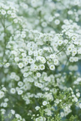 Gypsophile en panicule Gypsophila paniculata 'Schneeflocke' 5-10 Pot 9x9 cm (P9) Gypsophila paniculata 'Schneeflocke'
