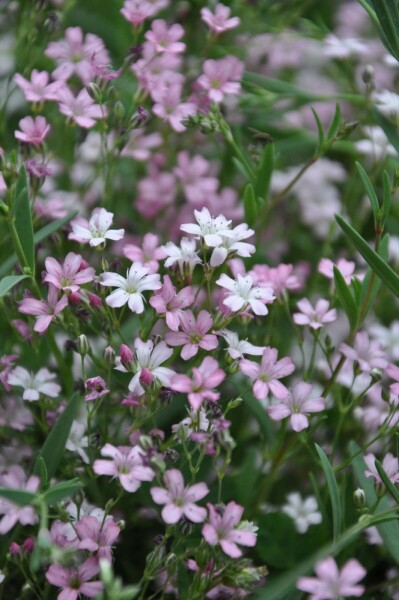 Gypsophile rampante Gypsophila repens 'Rosea' 5-10 Pot 9x9 cm (P9) Gypsophila repens 'Rosea'
