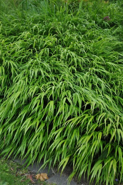 Herbe du Japon Hakonechloa macra 10-15 Pot 2 l (C2) Hakonechloa macra