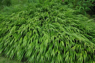 Herbe du Japon Hakonechloa macra 5-10 Pot 9x9 cm (P9) Hakonechloa macra