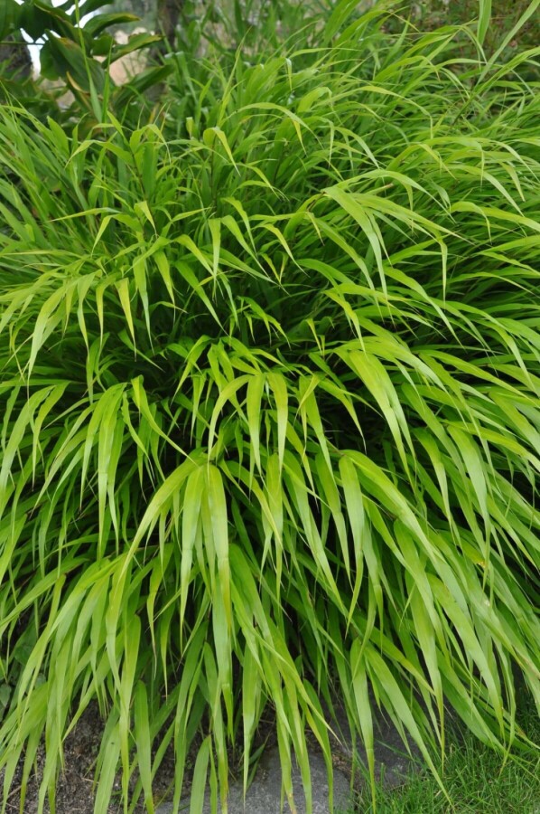 Herbe du Japon Hakonechloa macra 5-10 Pot 9x9 cm (P9) Hakonechloa macra