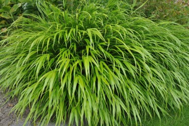Herbe du Japon Hakonechloa macra 5-10 Pot 9x9 cm (P9) Hakonechloa macra