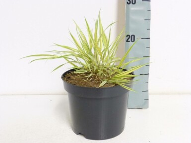 Herbe du Japon Hakonechloa macra 'Aureola' 10-15 Pot 2 l (C2) Hakonechloa macra 'Aureola'