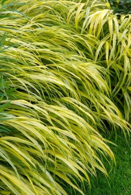 Herbe du Japon Hakonechloa macra 'Aureola' 5-10 Pot 9x9 cm (P9) Hakonechloa macra 'Aureola'