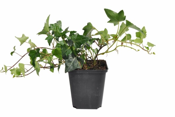 Lierre Grimpant Hedera Helix P9 5-10 cm