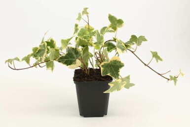 Lierre grimpant Hedera helix 'Goldchild' 5-10 Pot 9x9 cm (P9)