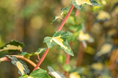 Lierre grimpant Hedera helix 'Goldheart' 5-10 Pot 9x9 cm (P9)