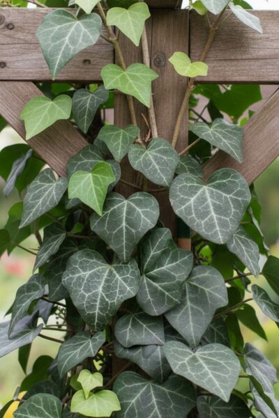 Lierre grimpant Hedera helix 'Plattensee' 5-10 Pot 9x9 cm (P9) Hedera helix 'Plattensee'