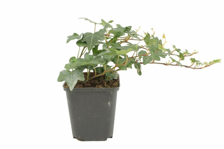 Lierre grimpant Hedera helix 'Shamrock' 5-10 Pot 9x9 cm (P9) Hedera helix 'Shamrock'