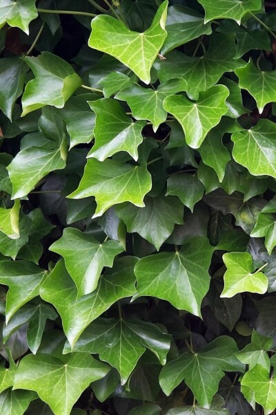 Lierre d'Irlande Hedera hibernica 5-10 Pot 9x9 cm (P9) Lierre d'Irlande Hedera Hibernica P9 5-10 cm
