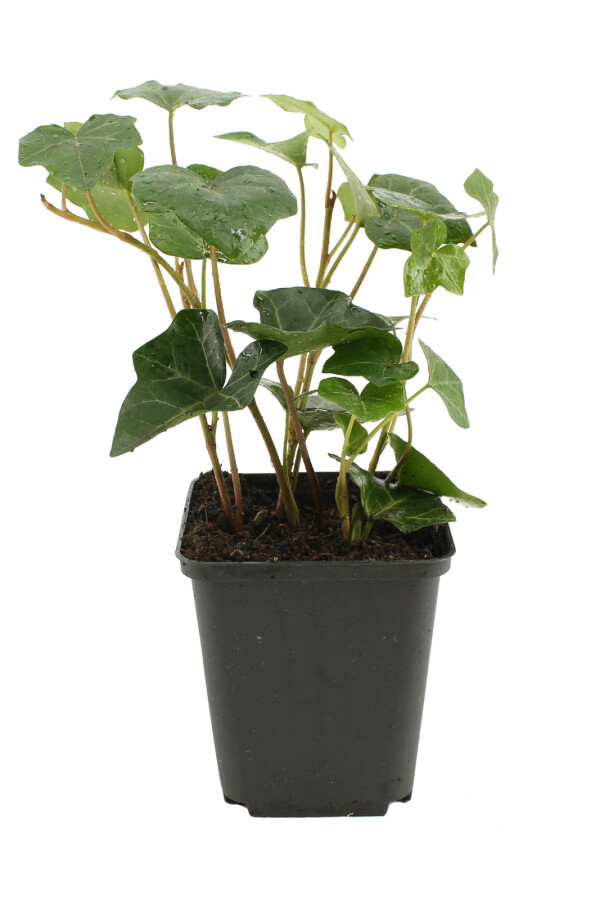 Lierre d'Irlande Hedera hibernica 5-10 Pot 9x9 cm (P9) Lierre d'Irlande Hedera Hibernica P9 5-10 cm