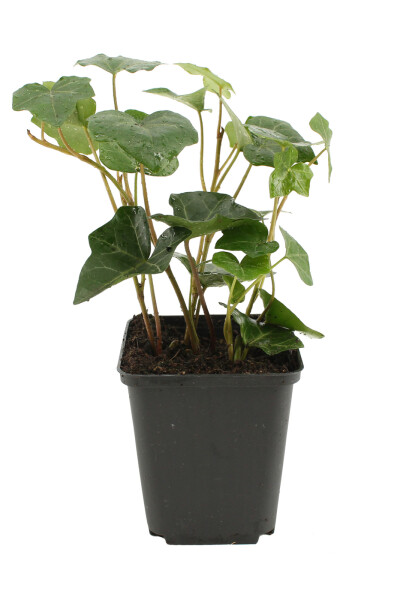 Lierre d'Irlande Hedera Hibernica P9 5-10 cm