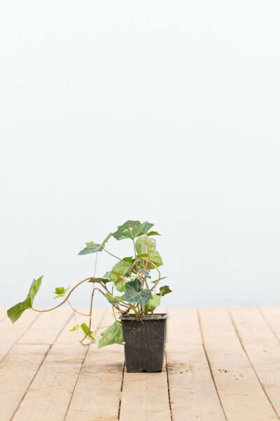 Lierre d'Irlande Hedera Hibernica P9 5-10 cm