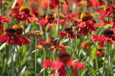 Hélénie Helenium 'Moerheim Beauty' 5-10 Pot 9x9 cm (P9)