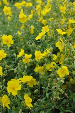 Hélianthème Helianthemum 'Golden Queen' 5-10 Pot 9x9 cm (P9) Helianthemum 'Golden Queen'