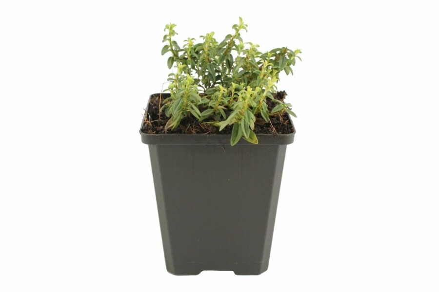 Hélianthème Helianthemum 'Golden Queen' 5-10 Pot 9x9 cm (P9) Helianthemum 'Golden Queen'