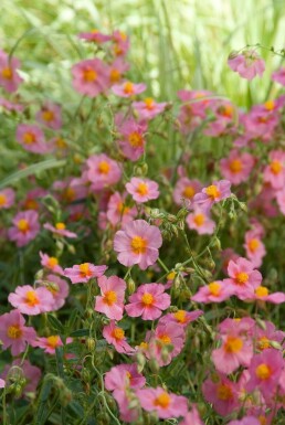 Hélianthème Helianthemum 'Lawrenson's Pink' 5-10 Pot 9x9 cm (P9) Helianthemum 'Lawrenson's Pink'