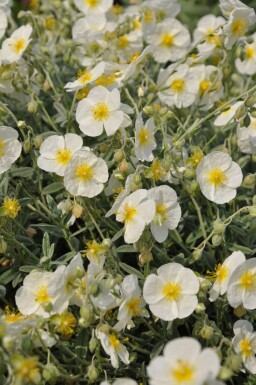 Hélianthème Helianthemum 'The Bride' 5-10 Pot 9x9 cm (P9)