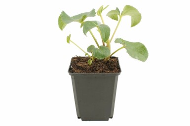 Ellébore de Corse Helleborus argutifolius 5-10 Pot 9x9 cm (P9) Helleborus argutifolius