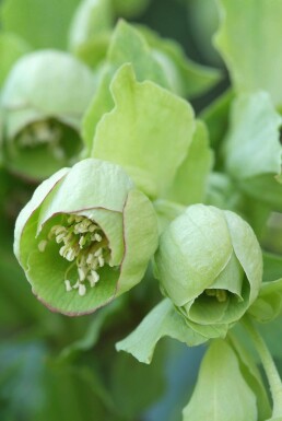 Ellébore fétide Helleborus foetidus 5-10 Pot 9x9 cm (P9)