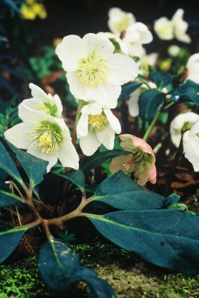 Rose de noël Helleborus niger 5-10 Pot 9x9 cm (P9) Helleborus niger