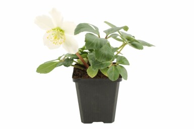 Rose de noël Helleborus niger 5-10 Pot 9x9 cm (P9)