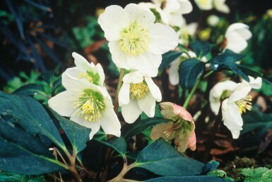 Rose de noël Helleborus niger 5-10 Pot 9x9 cm (P9) Helleborus niger