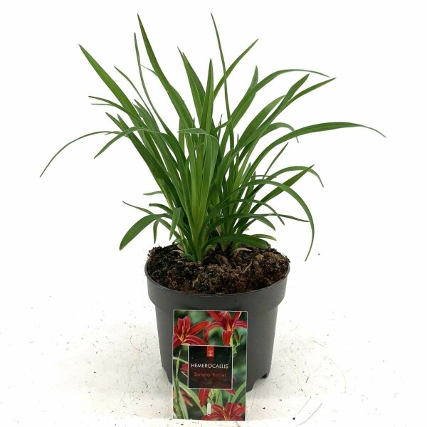 Hémérocalle Hemerocallis 'Sammy Russell' 10-15 Pot 2 l (C2) Hemerocallis 'Sammy Russell'