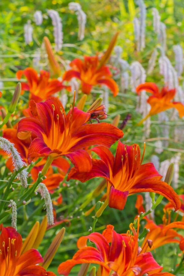 Hémérocalle Hemerocallis 'Sammy Russell' 10-15 Pot 2 l (C2) Hemerocallis 'Sammy Russell'