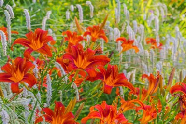 Hémérocalle Hemerocallis 'Sammy Russell' 5-10 Pot 9x9 cm (P9) Hemerocallis 'Sammy Russell'