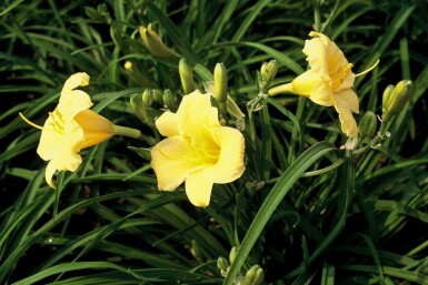 Hémérocalle Hemerocallis 'Stella de Oro' 5-10 Pot 9x9 cm (P9)