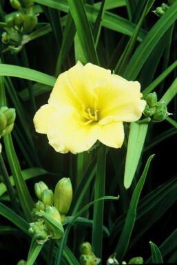 Hémérocalle Hemerocallis 'Stella de Oro' 5-10 Pot 9x9 cm (P9)