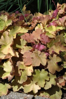 Heuchera 'Caramel'