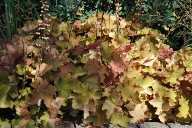 Heuchère Heuchera 'Caramel' 5-10 Pot 9x9 cm (P9) Heuchera 'Caramel'