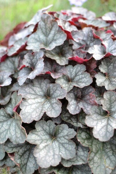 Heuchère Heuchera 'Regina' 5-10 Pot 9x9 cm (P9) Heuchera 'Regina'