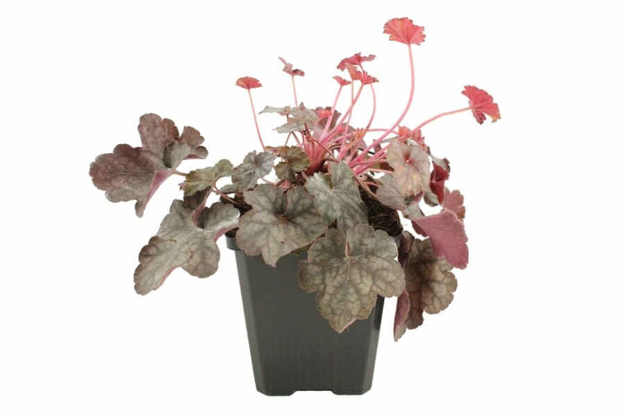 Heuchère Heuchera 'Regina' 5-10 Pot 9x9 cm (P9) Heuchera 'Regina'