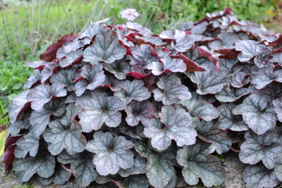 Heuchère Heuchera 'Regina' 5-10 Pot 9x9 cm (P9) Heuchera 'Regina'