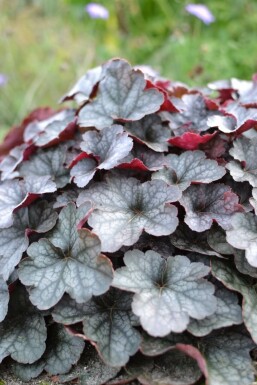 Heuchère Heuchera 'Regina' 5-10 Pot 9x9 cm (P9) Heuchera 'Regina'
