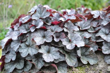 Heuchère Heuchera 'Regina' 5-10 Pot 9x9 cm (P9) Heuchera 'Regina'