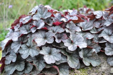 Heuchère Heuchera 'Regina' 5-10 Pot 9x9 cm (P9)